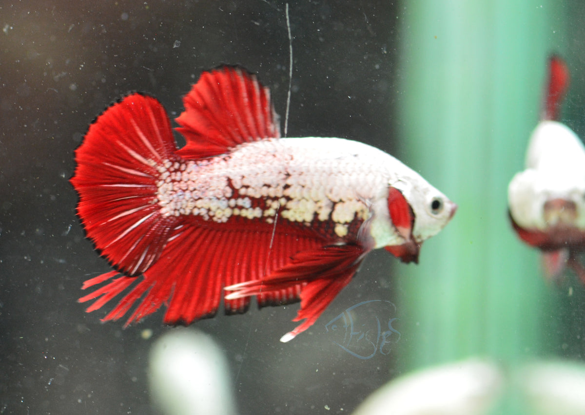 Red Samurai HMPK Male