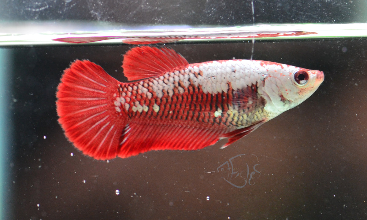 Red Samurai HMPK Female