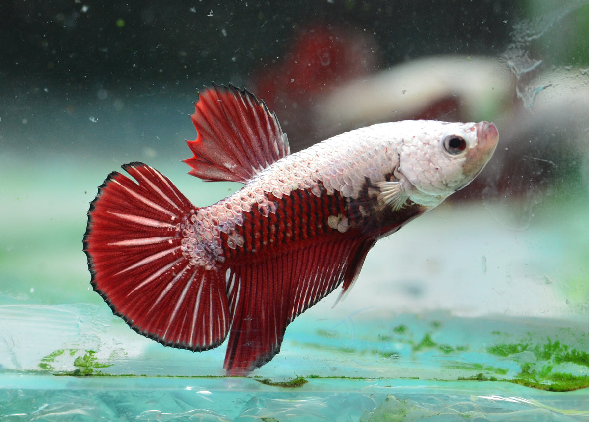 Red Samurai HMPK Male