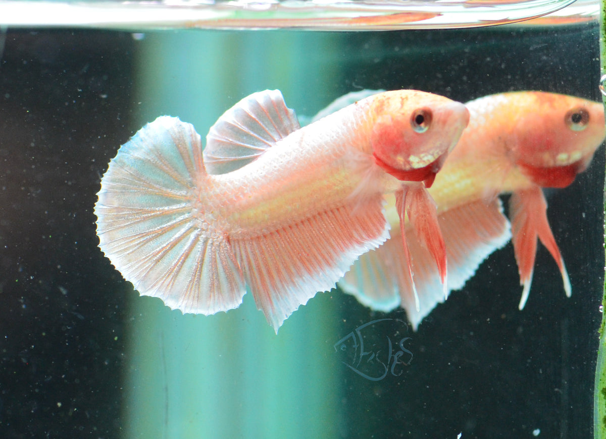 Rose Gold HMPK Male