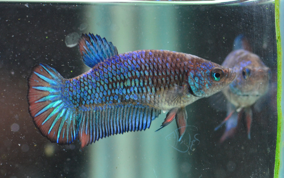 Blue Black HMPK Female