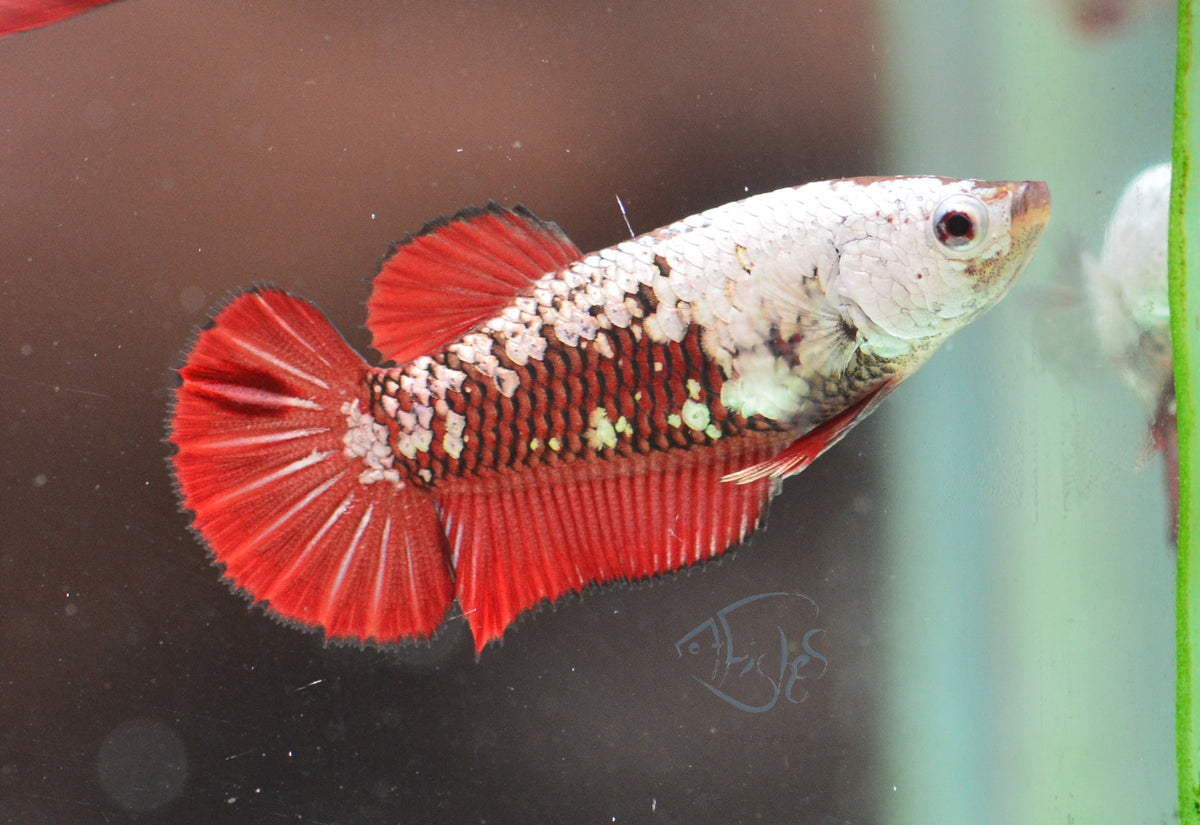 Red Samurai HMPK Female