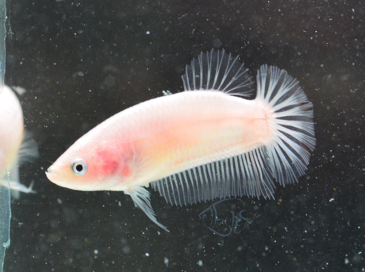 Cellophane HMPK Female