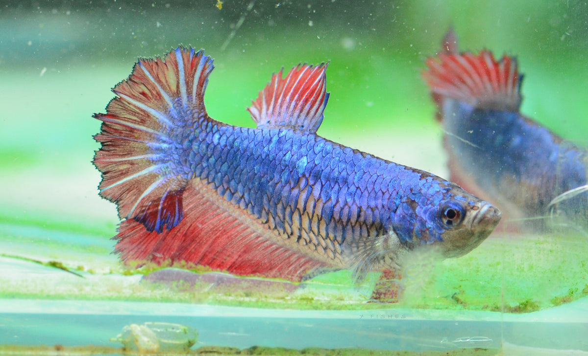 Bicolour Halfmoon Female