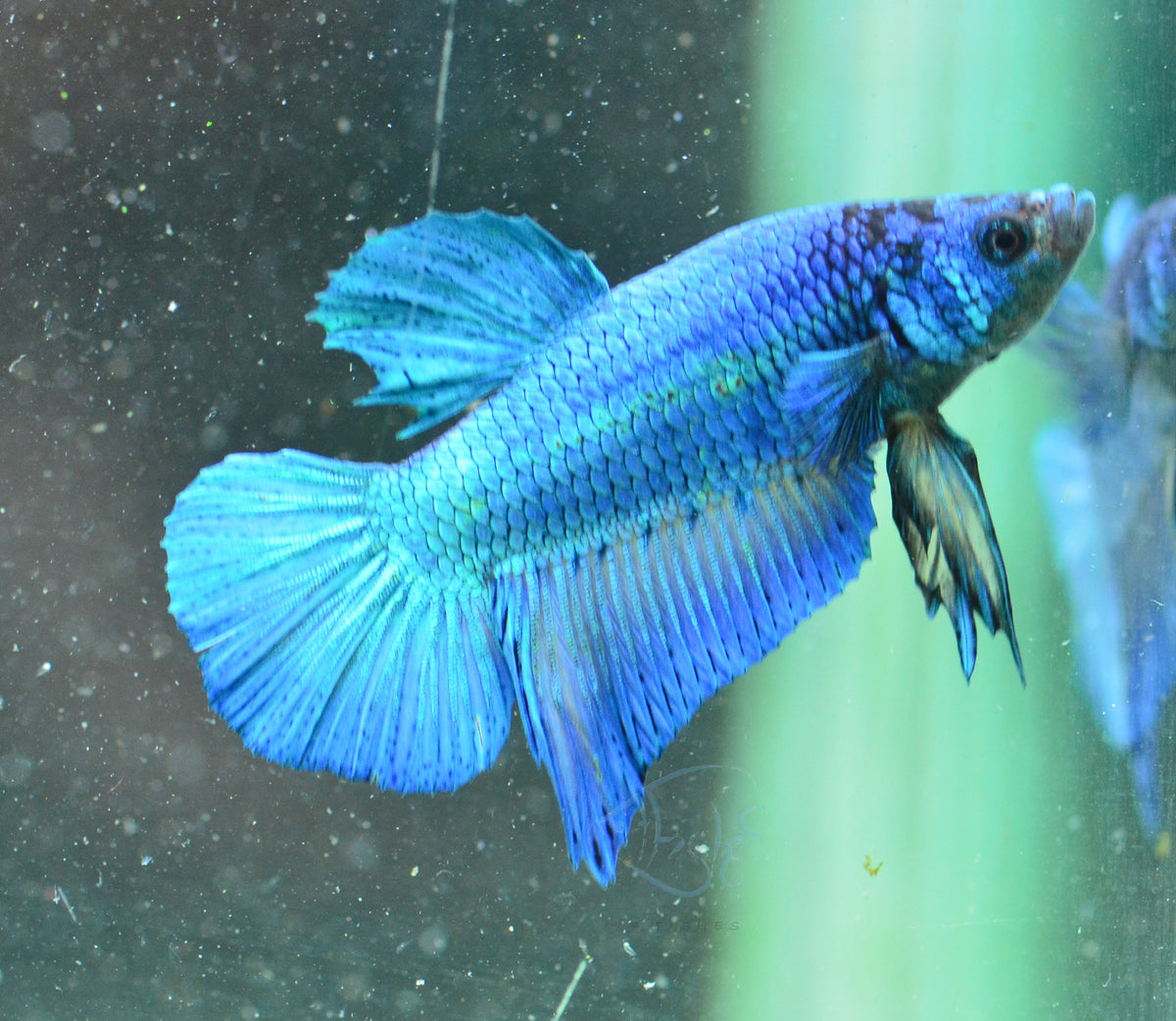 Turquoise HMPK Male