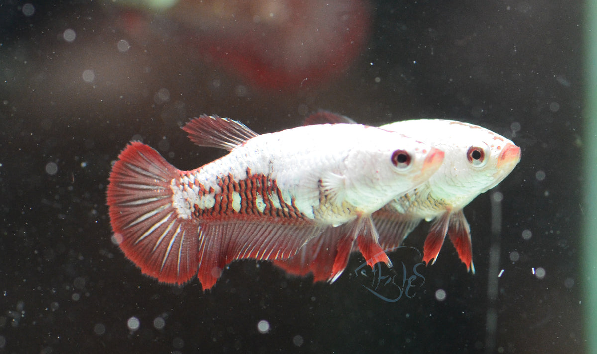 Red Samurai HMPK Female