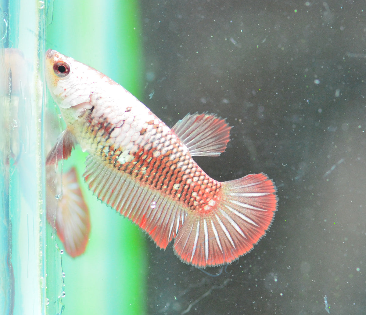 Red Samurai HMPK Female