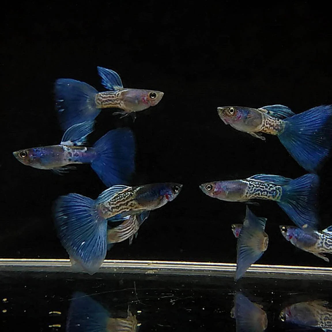 Blue Metal Lace Guppy Pair