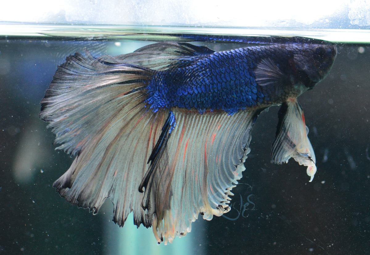 Mustard Halfmoon Male