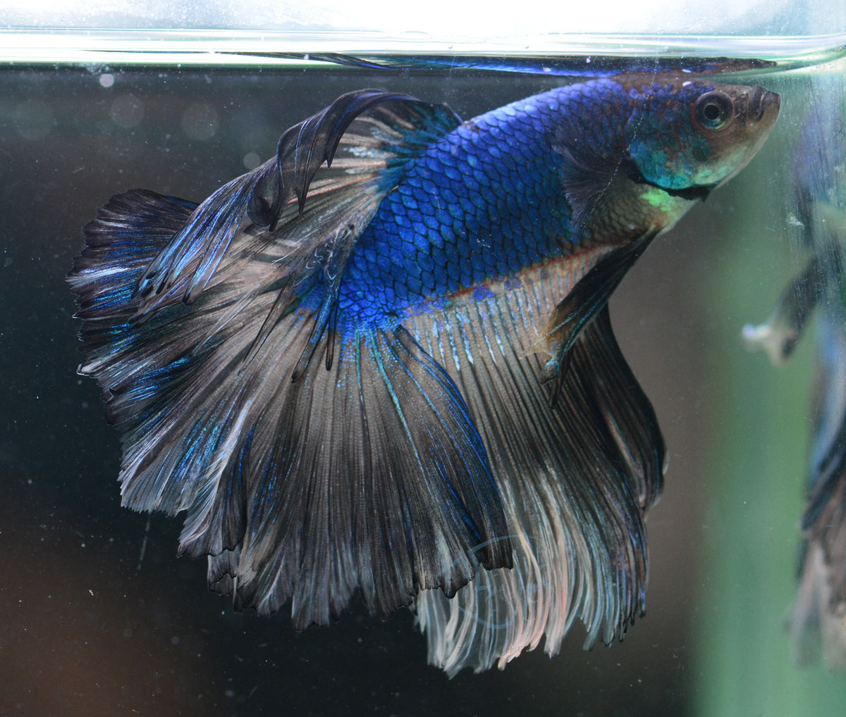 Mustard Halfmoon Male