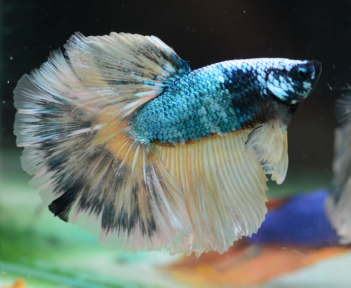 Mustard Halfmoon Male