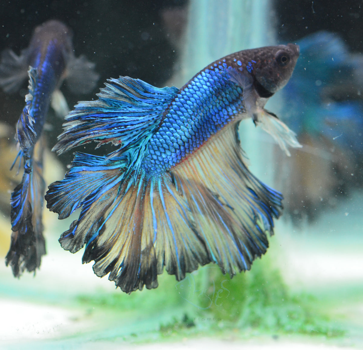Mustard Halfmoon Male