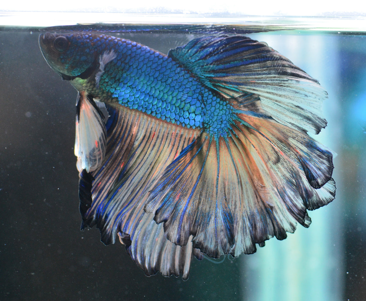 Mustard Halfmoon Male