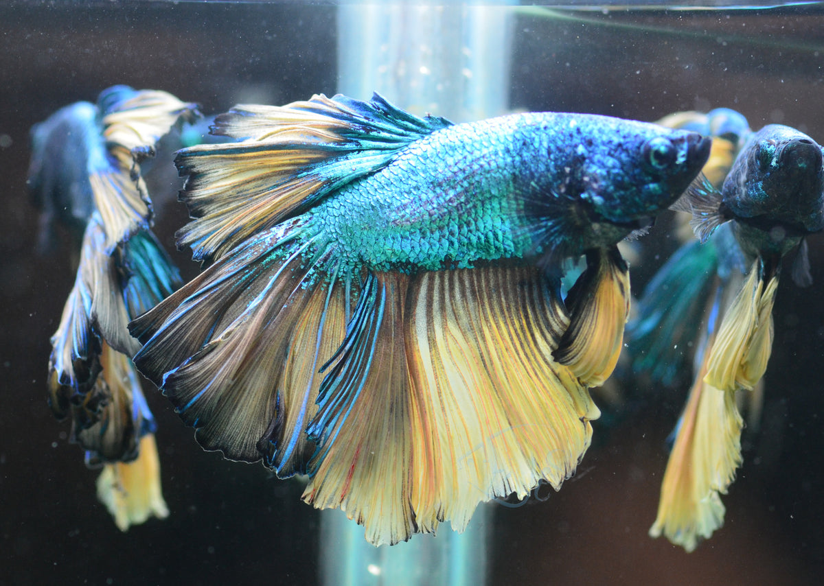 Mustard Halfmoon Male