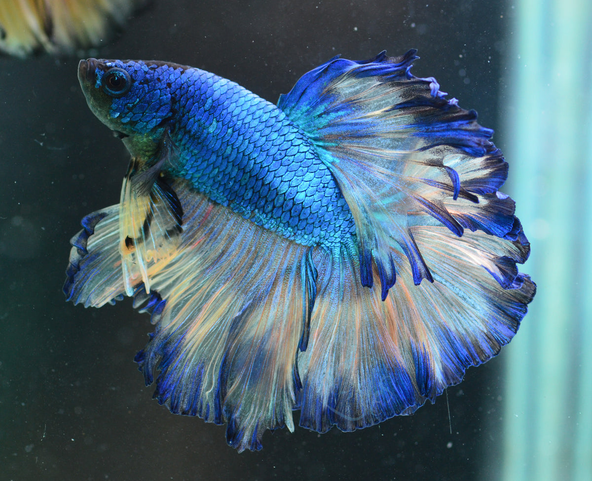 Mustard Halfmoon Male