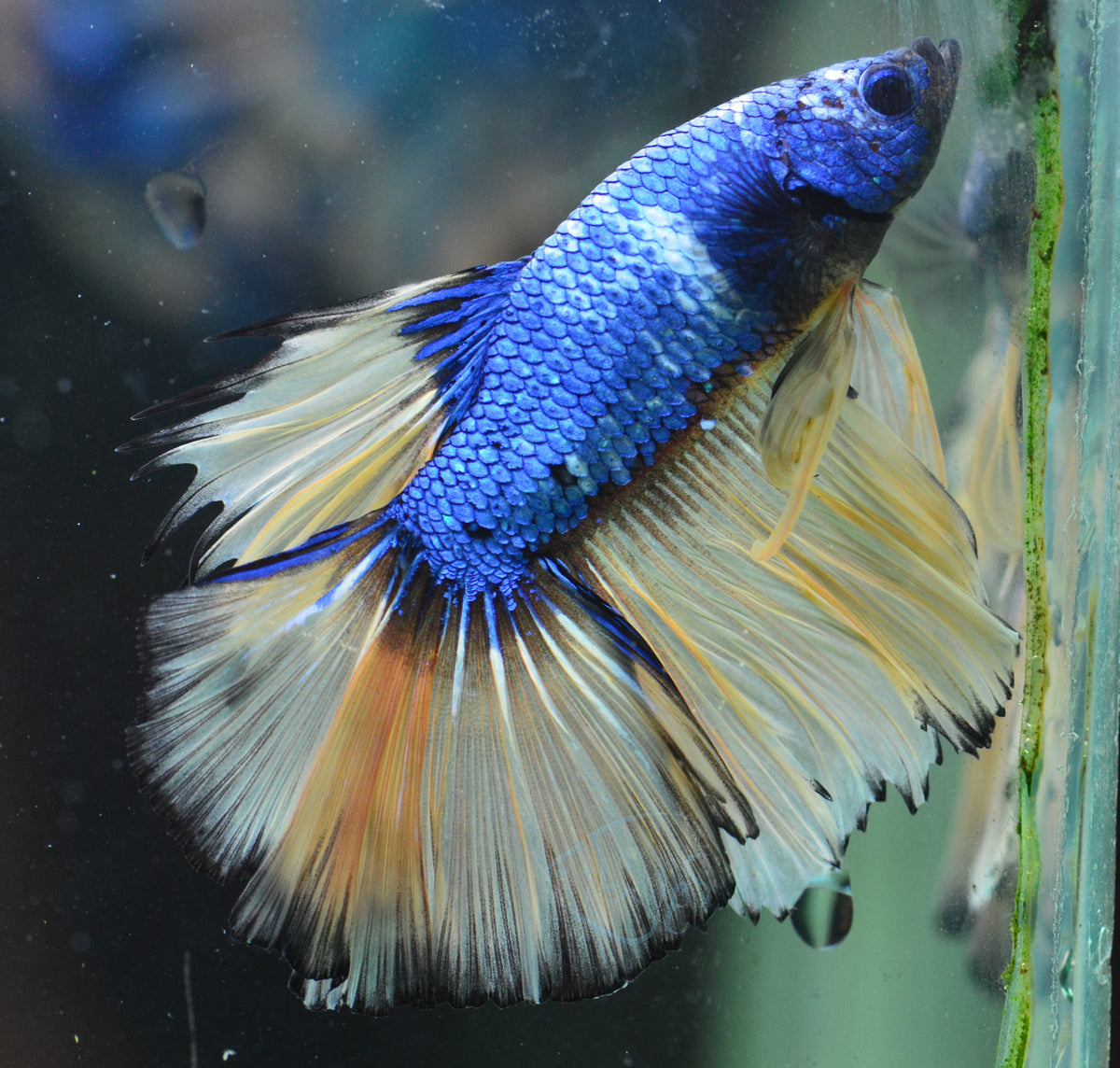 Mustard Halfmoon Male