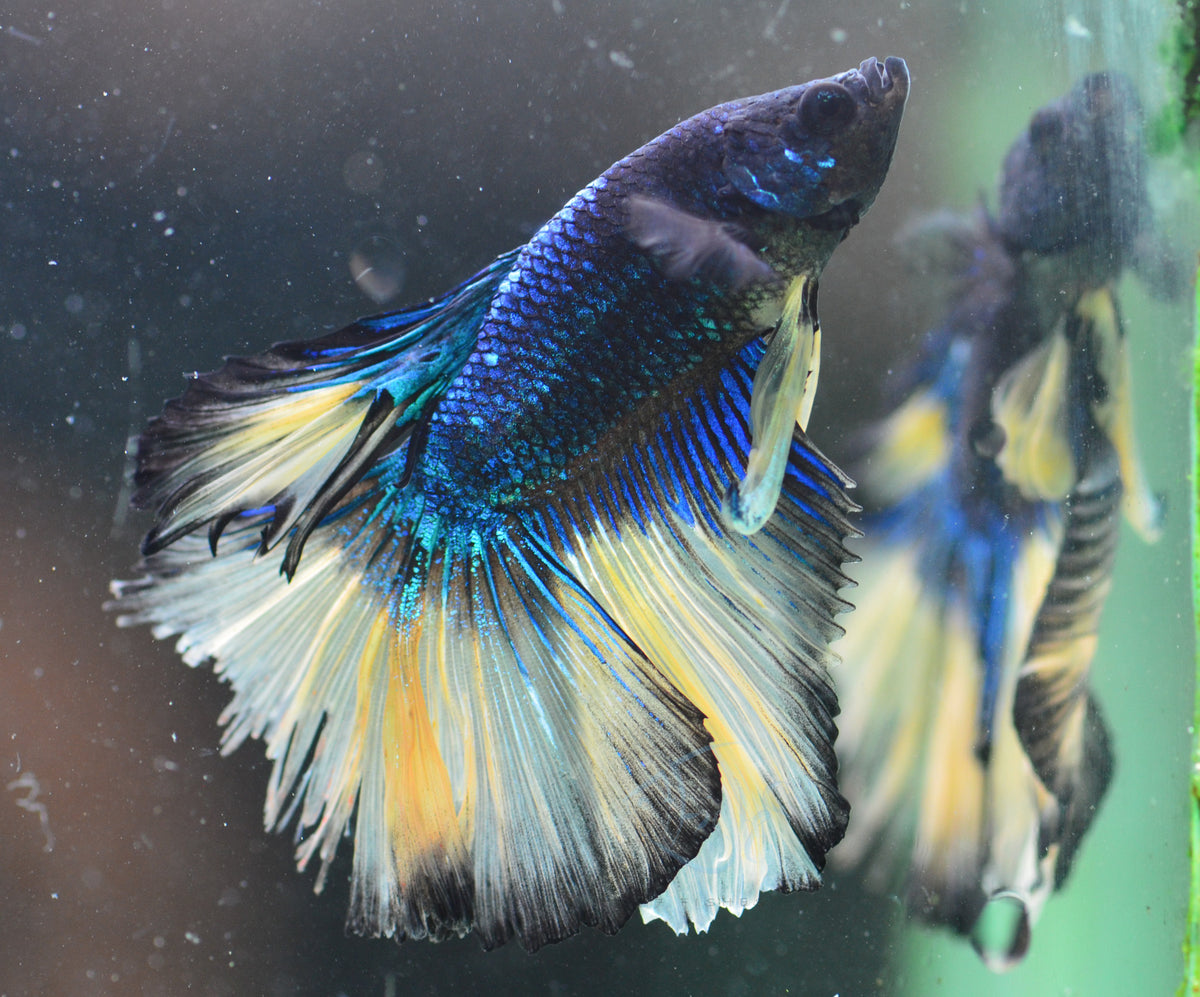 Mustard Halfmoon Male