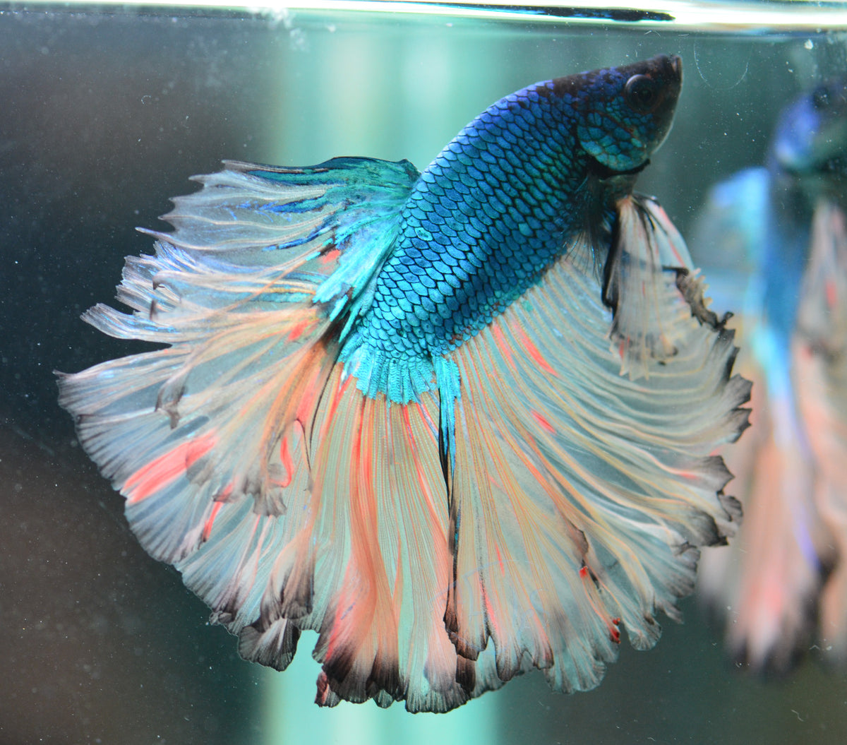 Mustard Halfmoon Male
