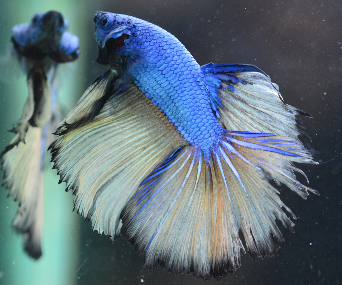 Mustard Halfmoon Male
