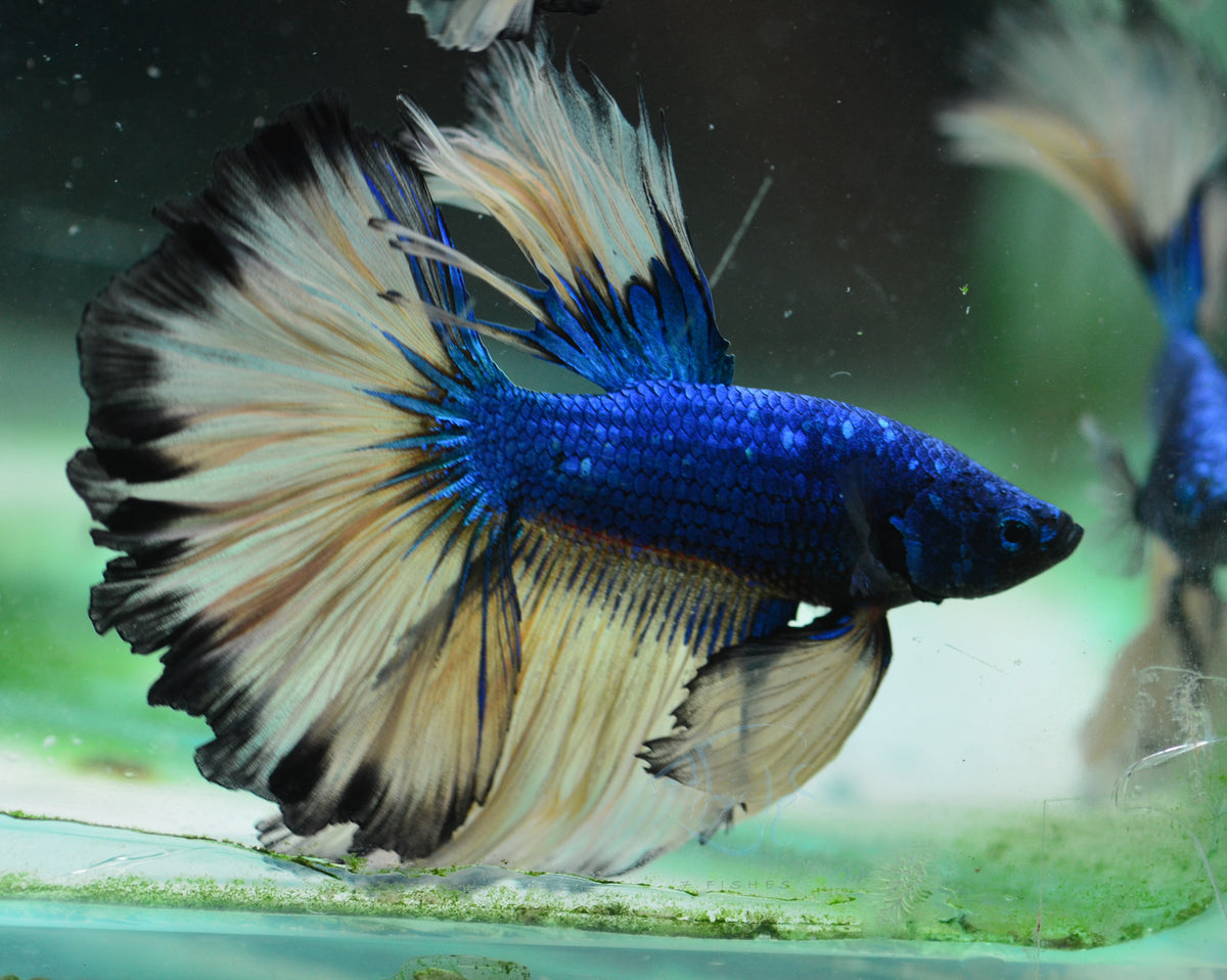 Mustard Halfmoon Male