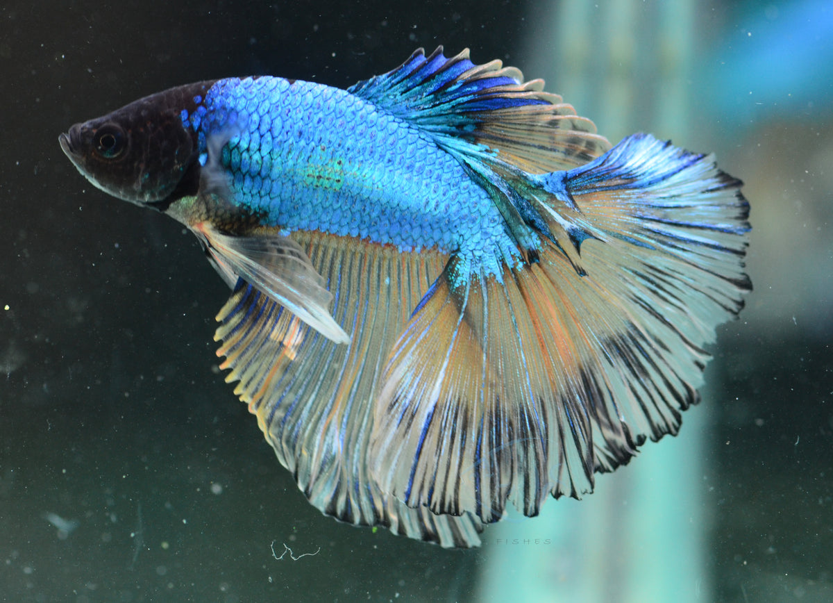 Mustard Halfmoon Male