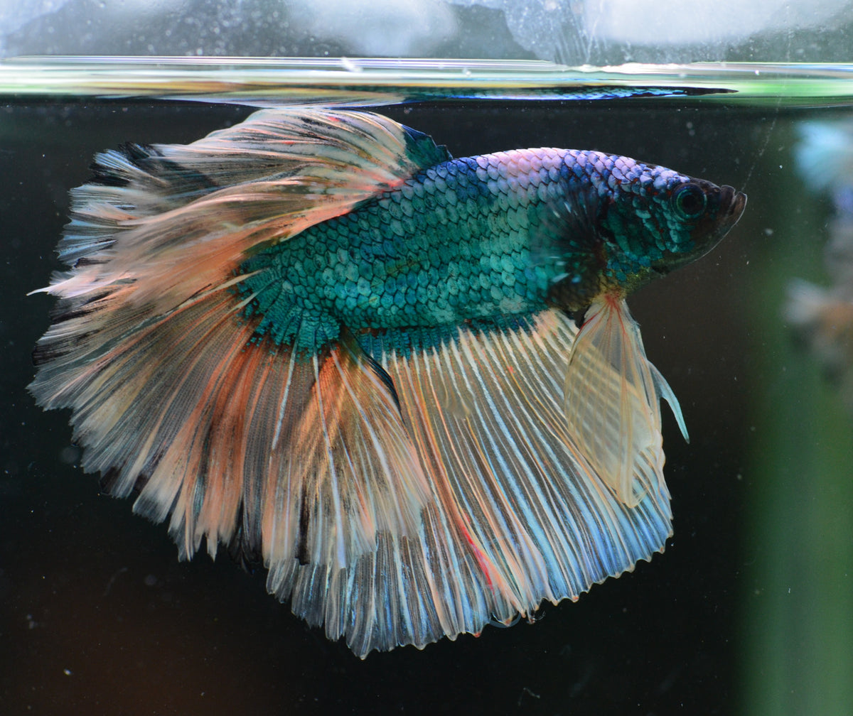 Mustard Halfmoon Male