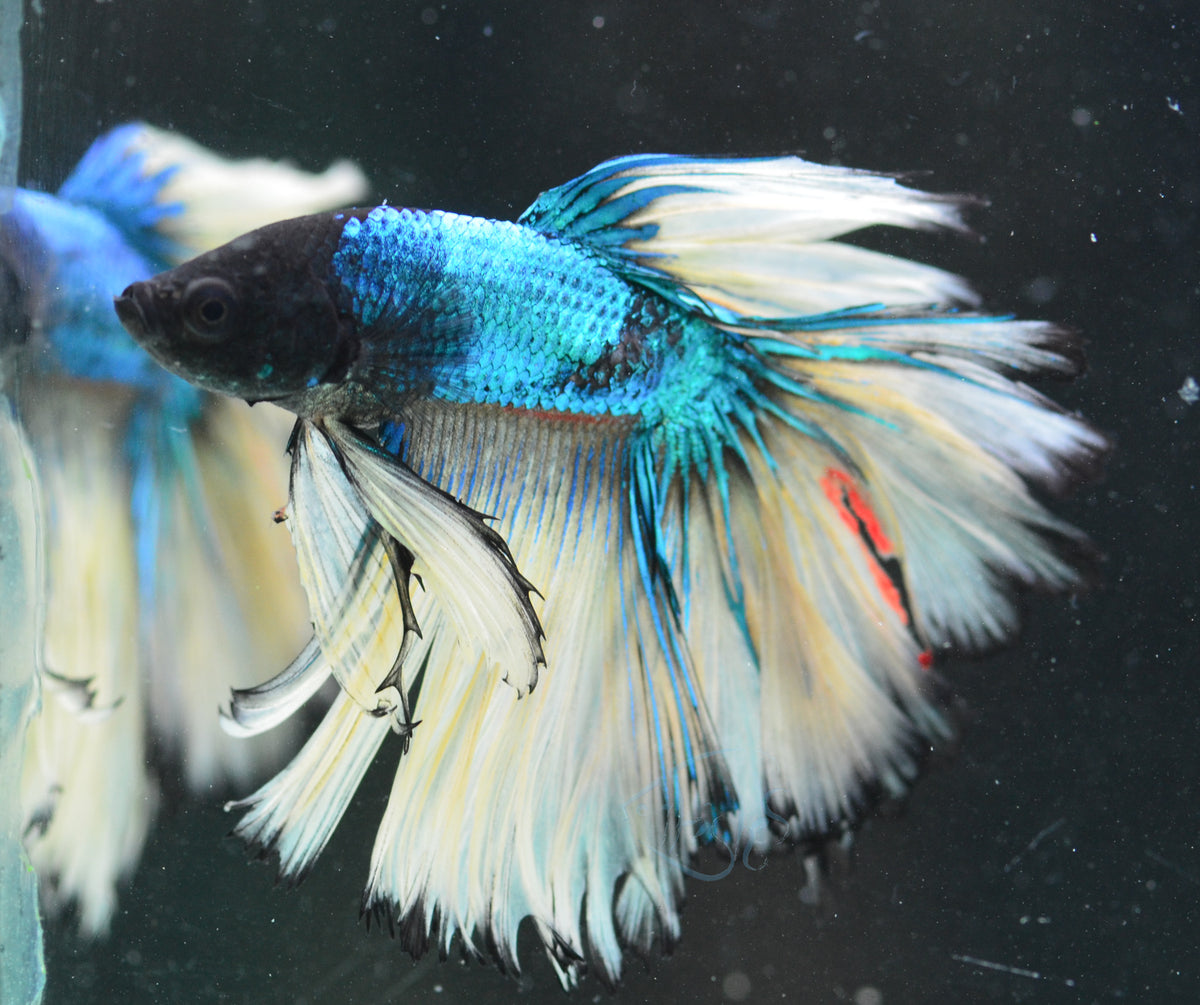 Mustard Halfmoon Male