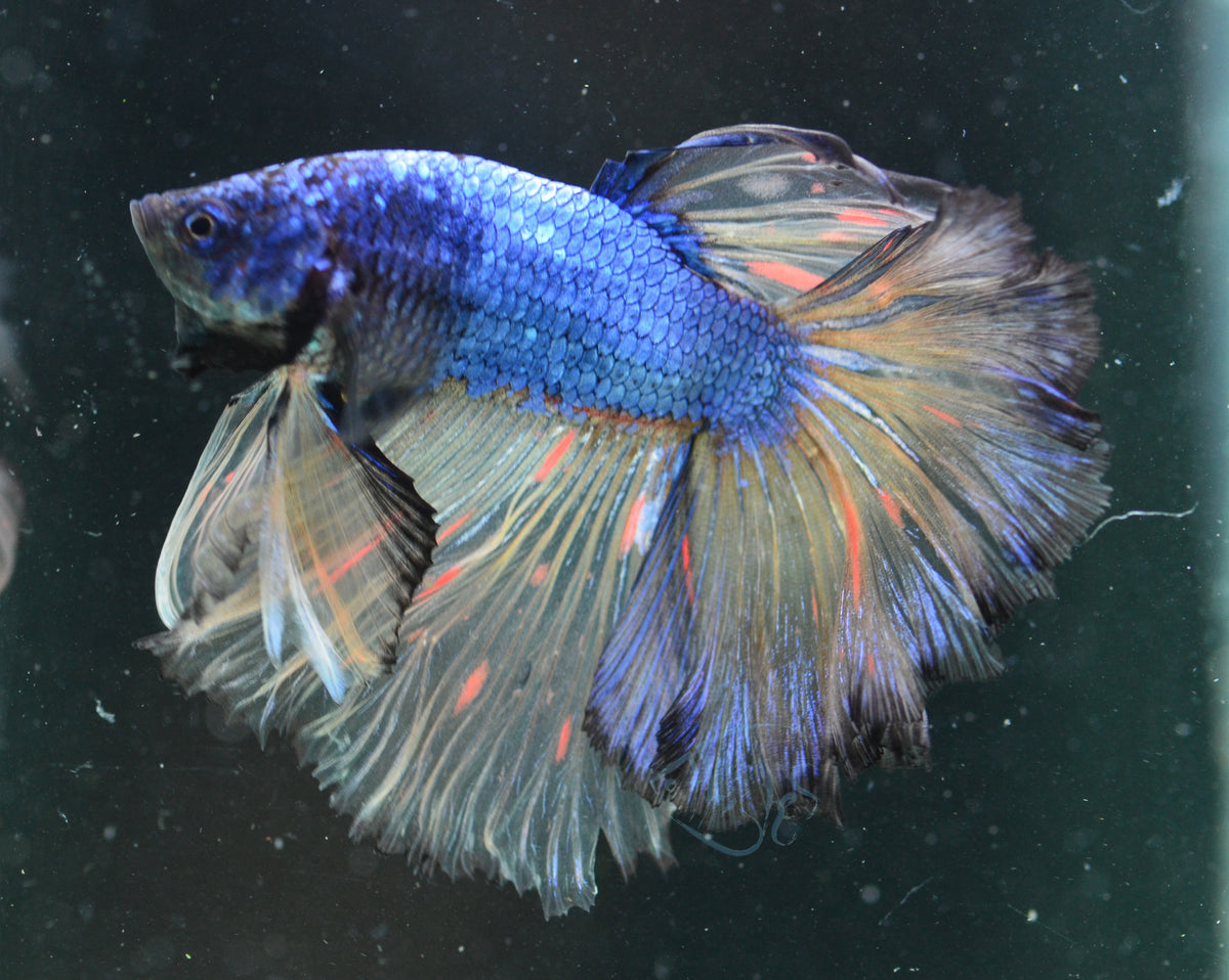 Mustard Halfmoon Male