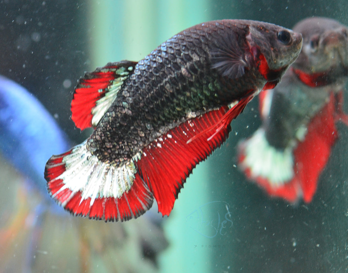 Copper Red HMPK Female