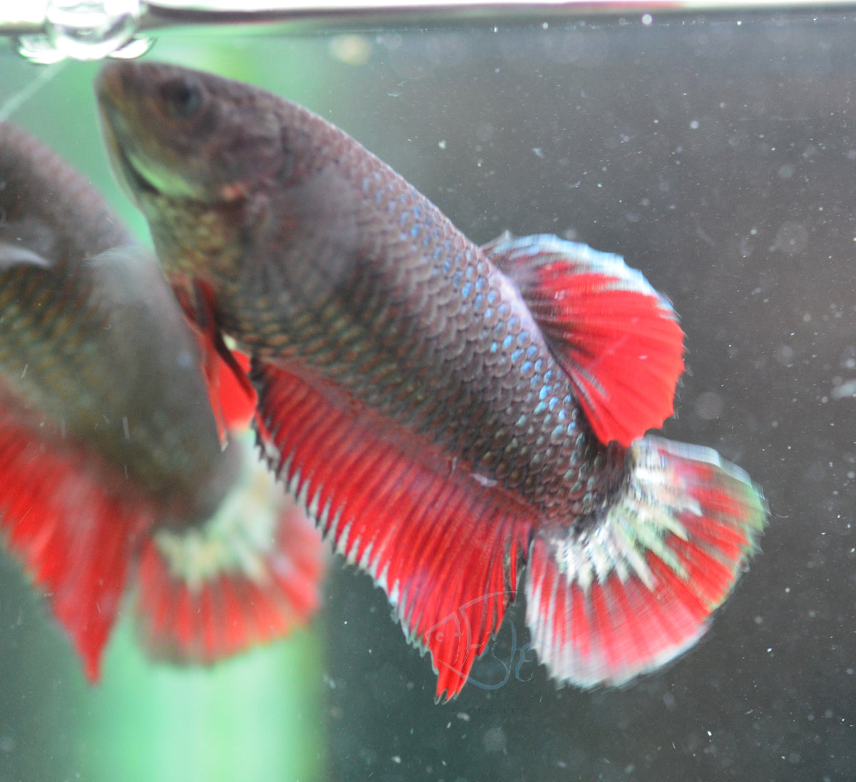 Copper Red HMPK Female