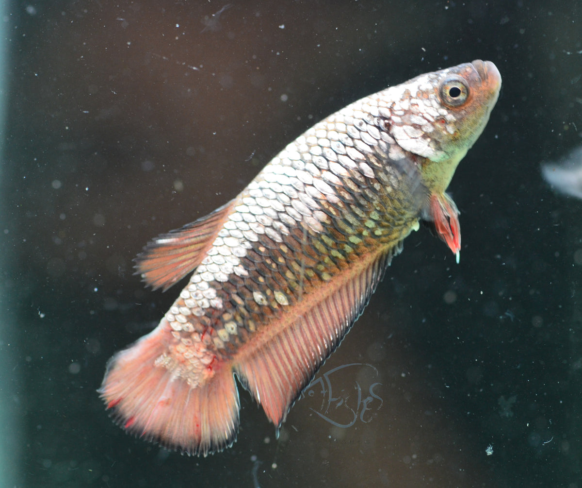 Samurai HMPK Female