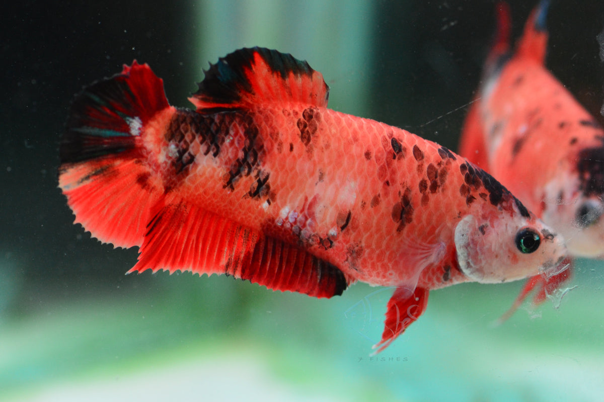 Red Koi HMPK Female