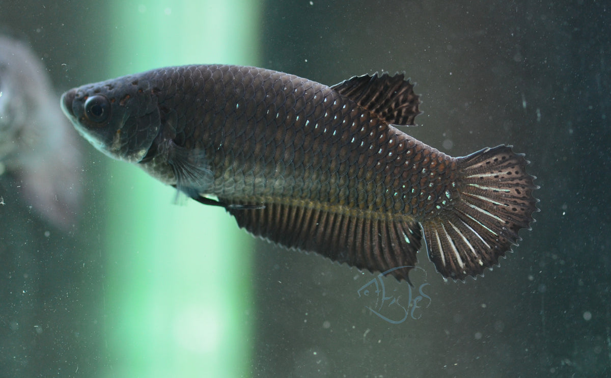 Black HMPK Female