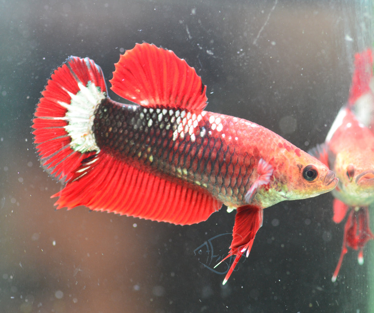 Red Fancy HMPK Female