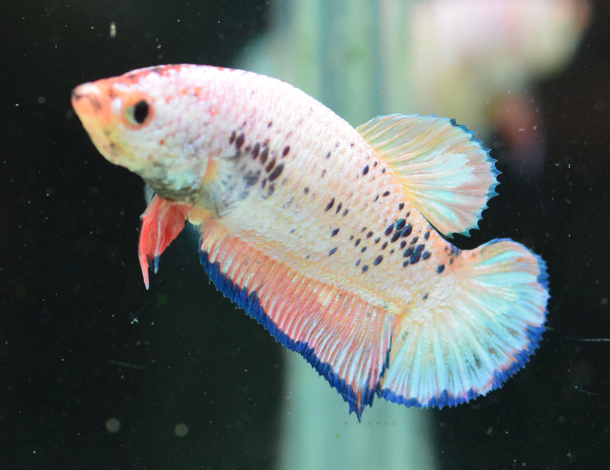 Pastel Marble HMPK Female