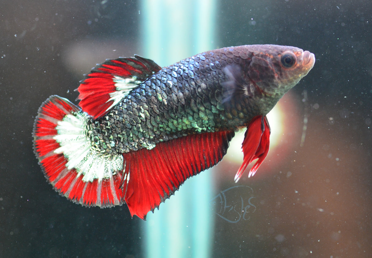 Copper Red HMPK Female