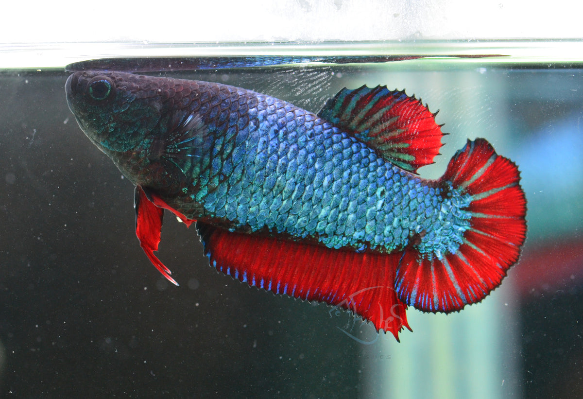 Turquoise Bicolour HMPK Female