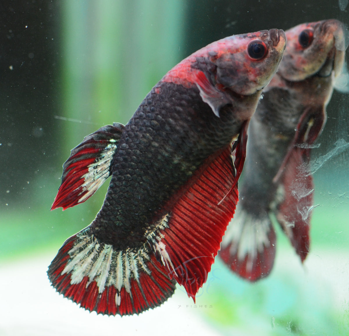 Copper Red HMPK Female
