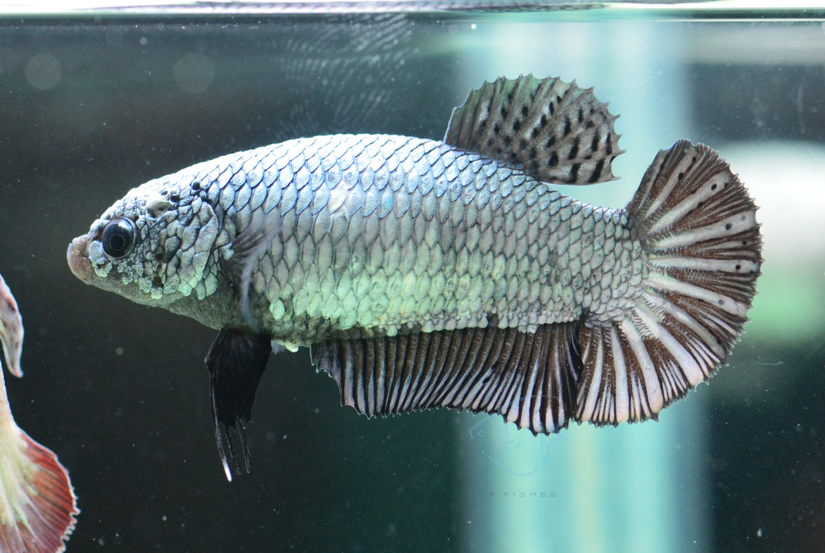 Black Dragon HMPK Female