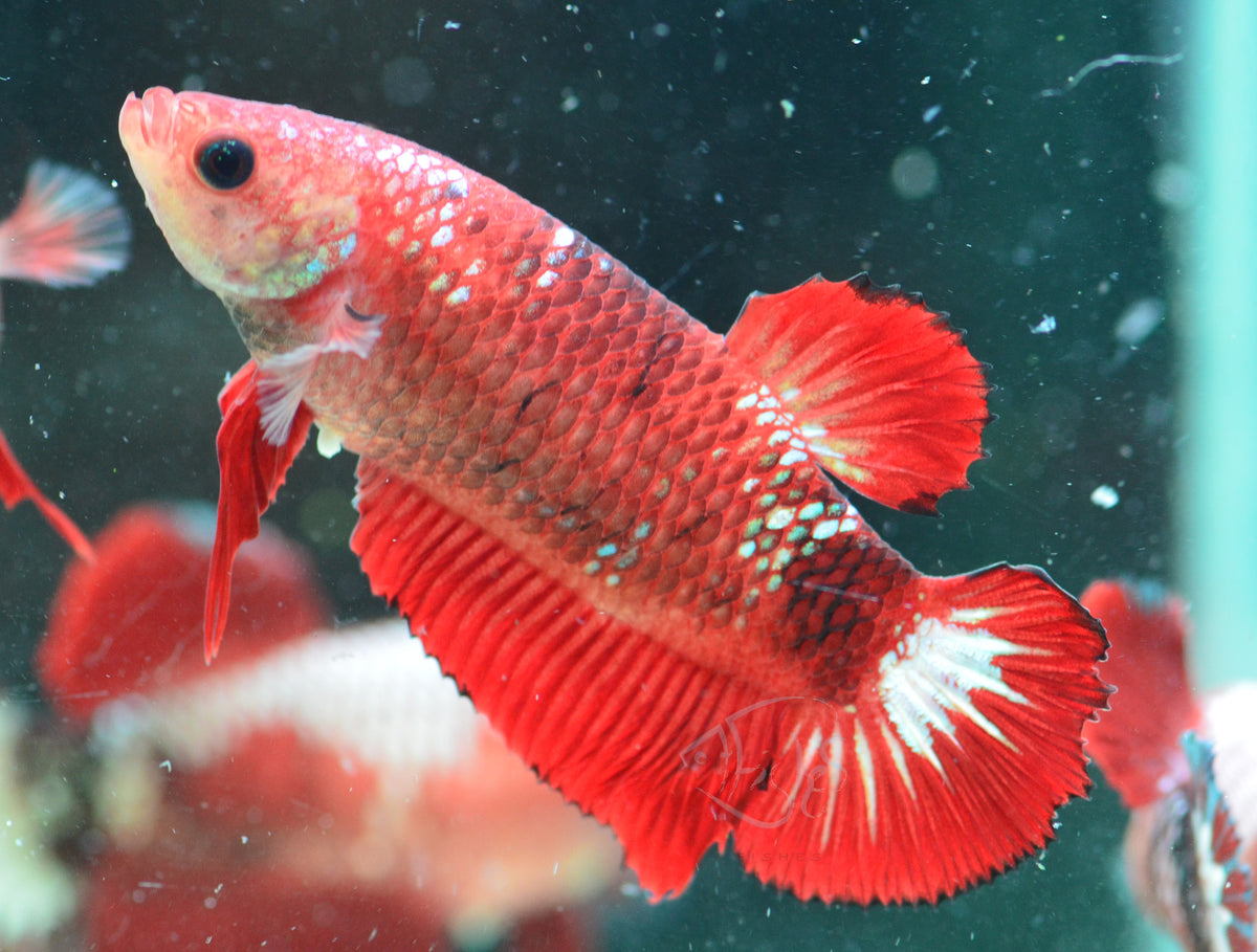 Red Marble HMPK Female