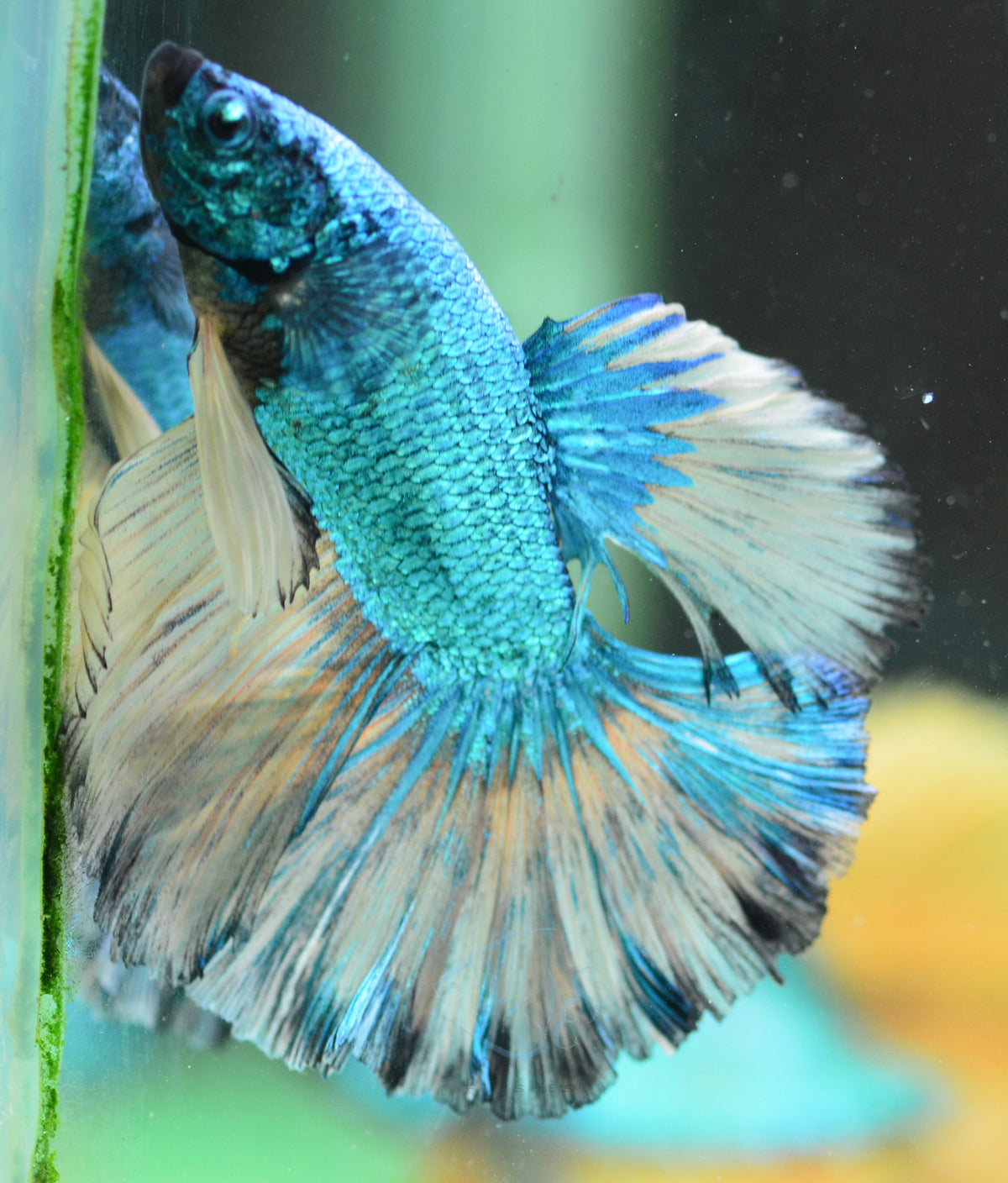Mustard Halfmoon Male