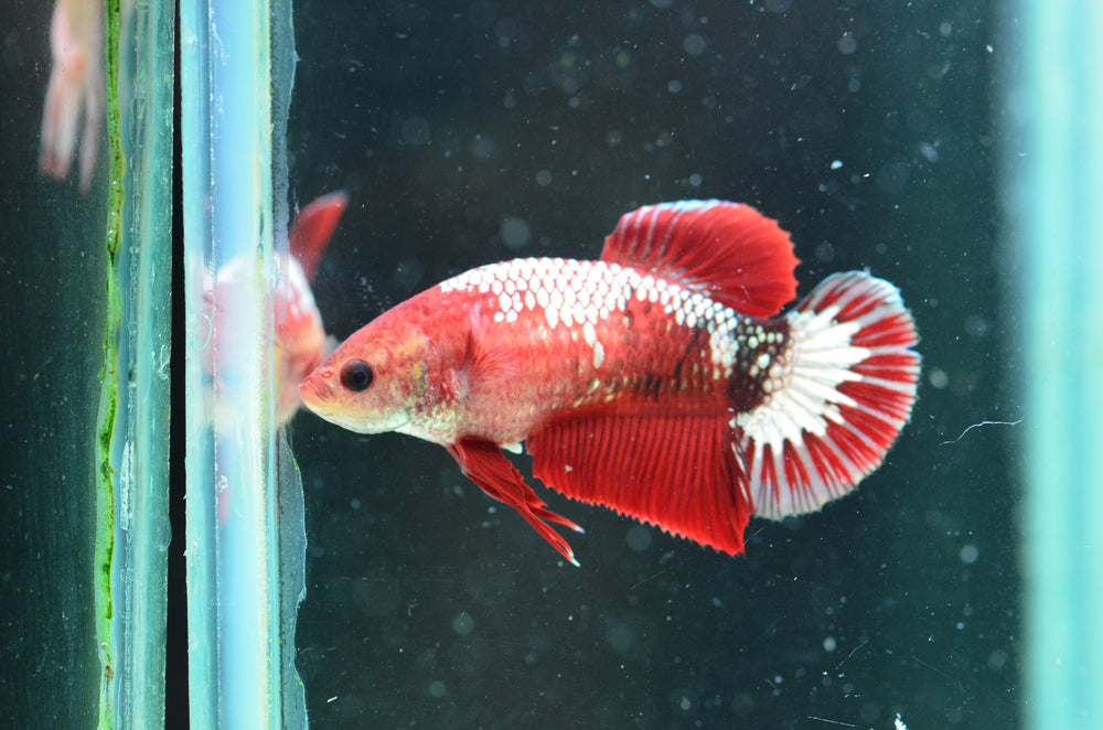 Red Marble HMPK Female