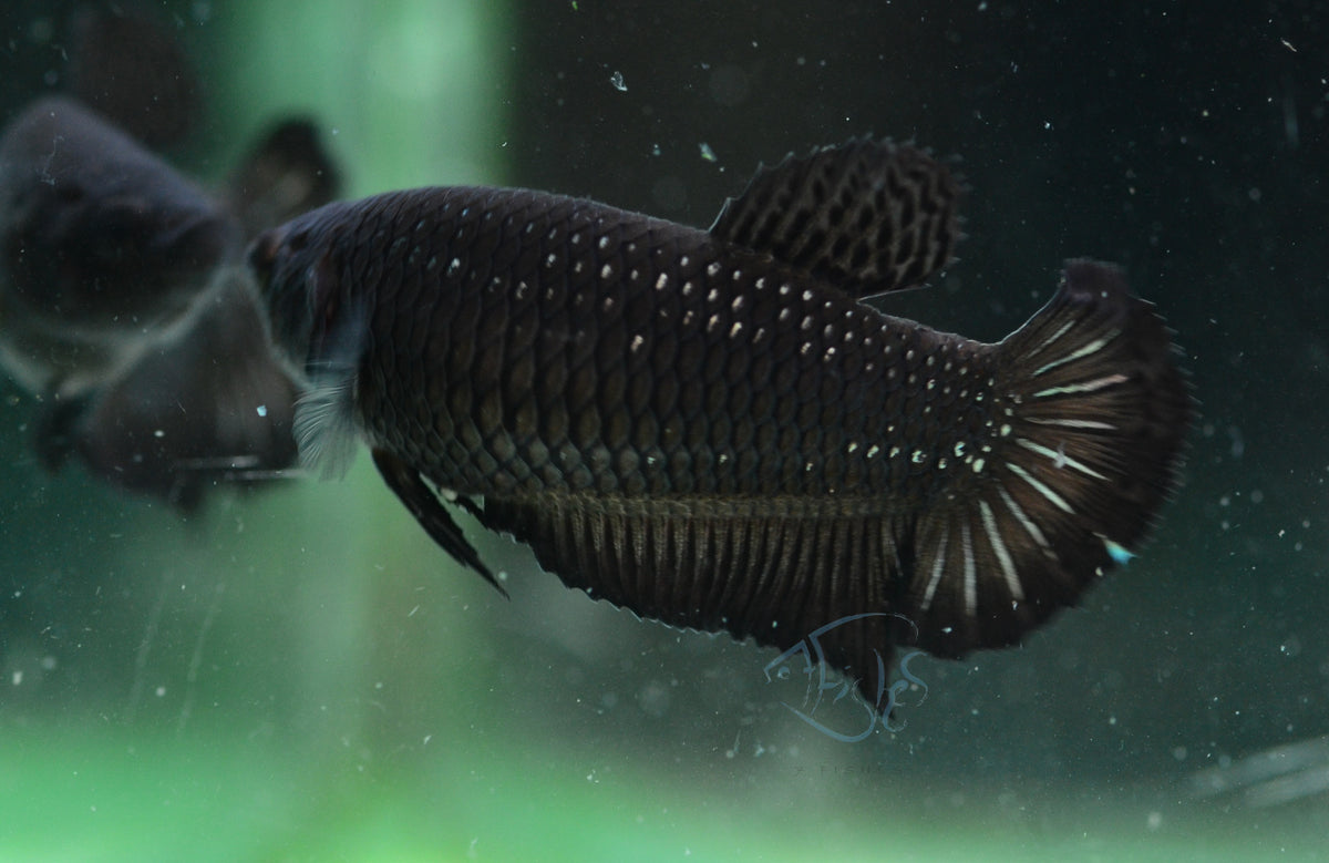 Black HMPK Female