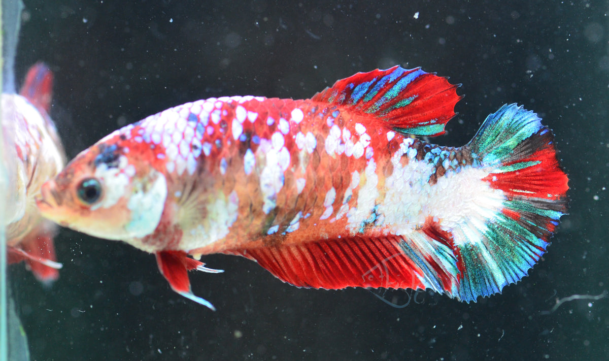 Red Galaxy HMPK Female