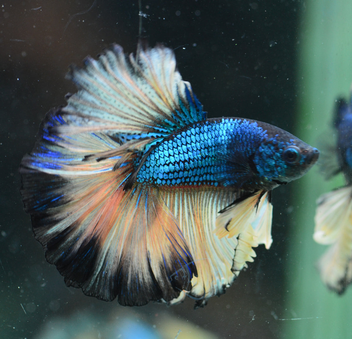 Mustard Halfmoon Male