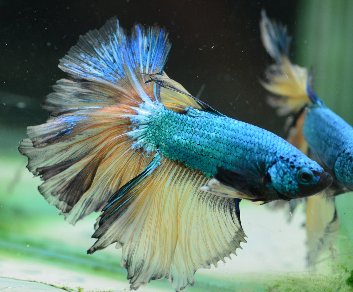 Mustard Halfmoon Male