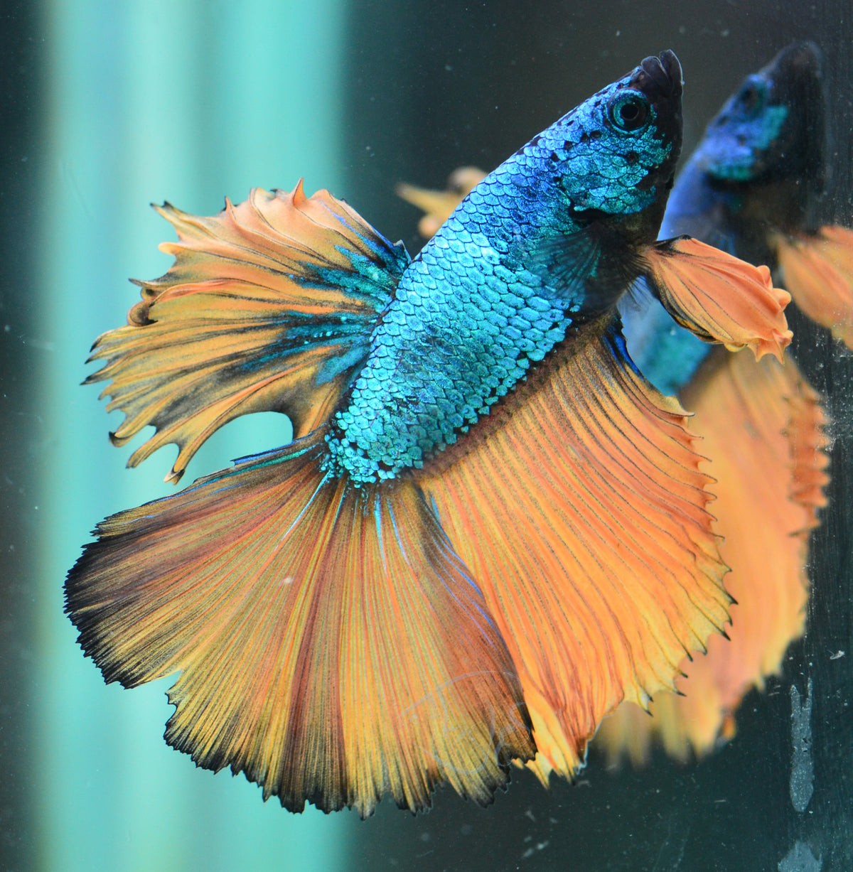 Mustard Halfmoon Male