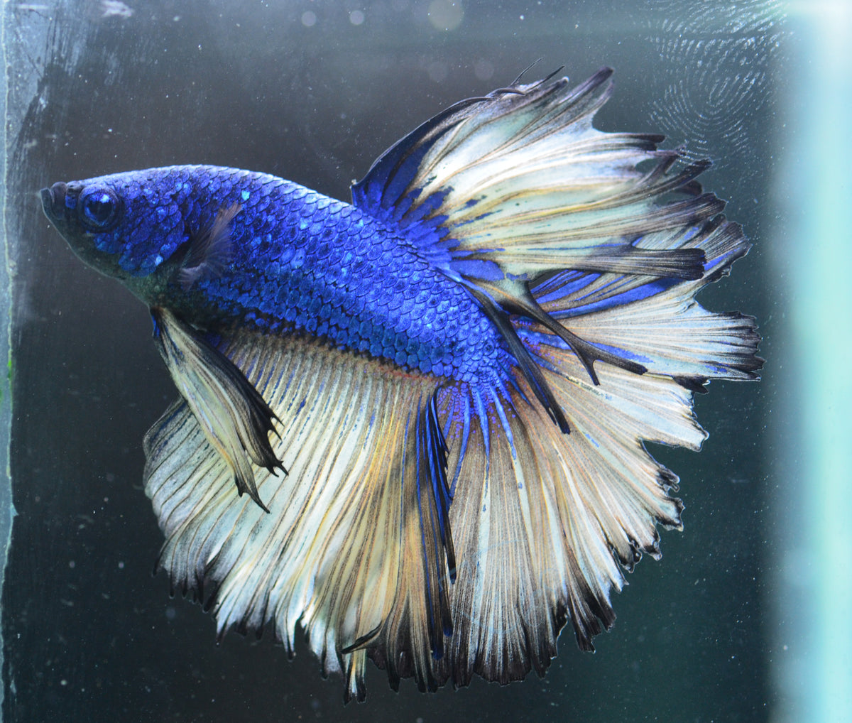 Mustard Halfmoon Male