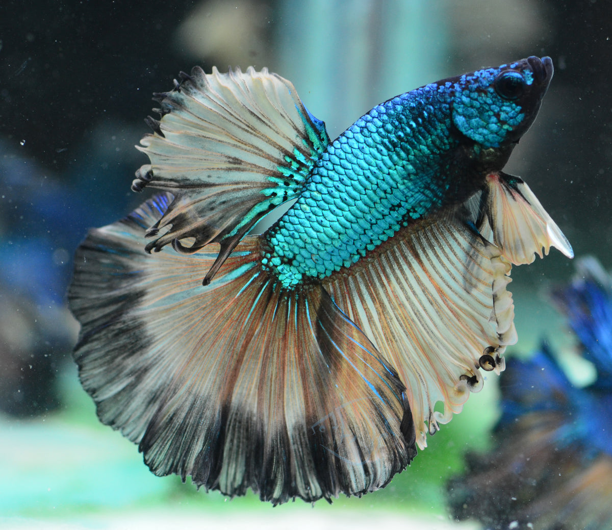 Mustard Halfmoon Male
