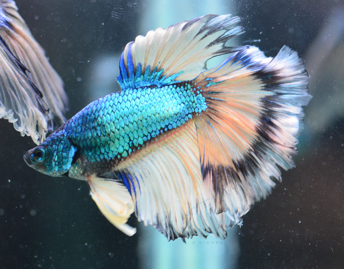 Mustard Halfmoon Male